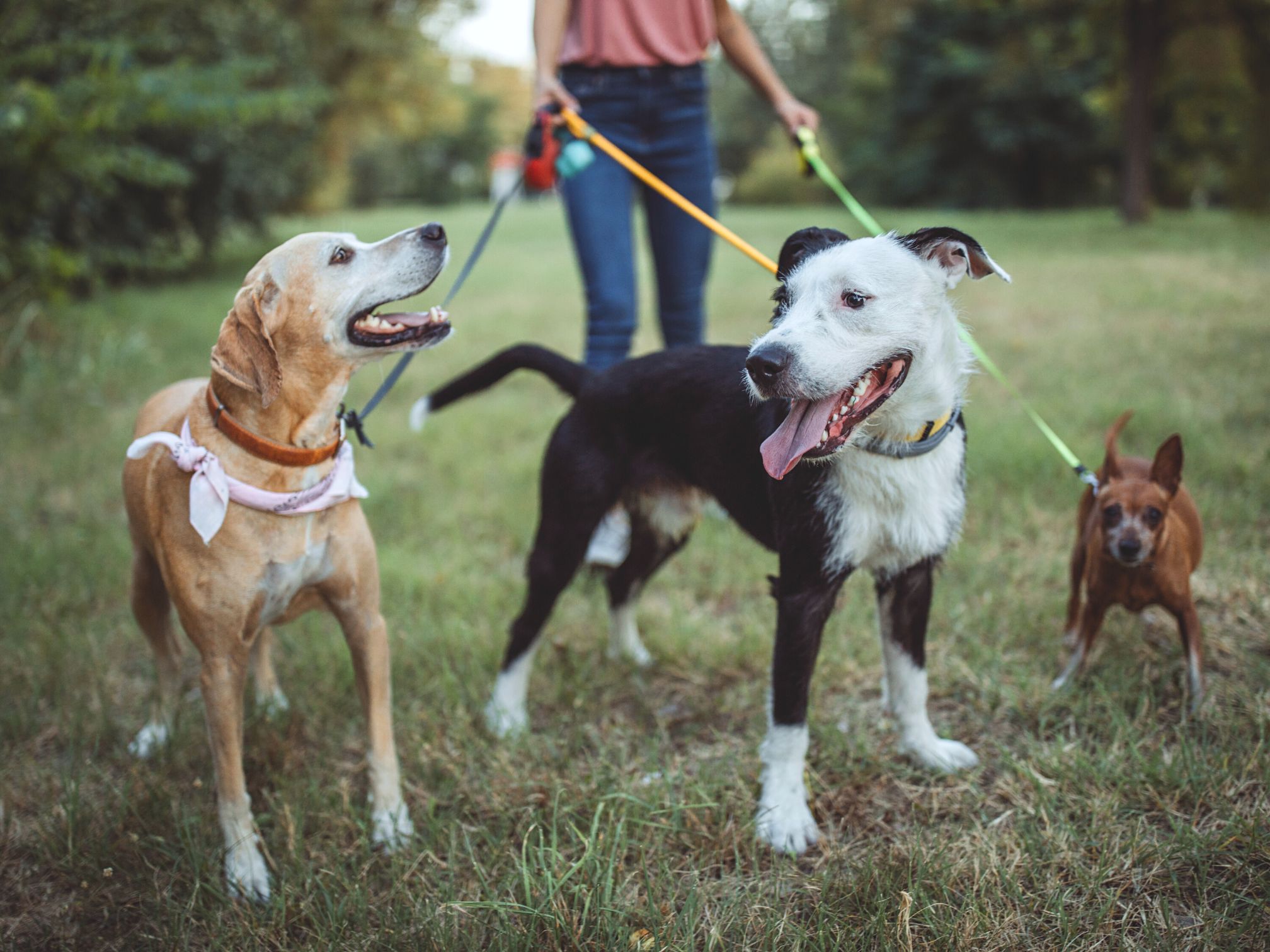 How to Start a Dog-Walking Business